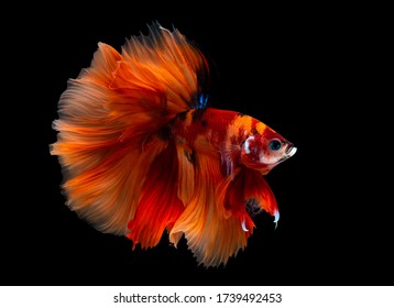 Multi color Siamese fighting fish(Rosetail)(halfmoon nemo),fighting fish,Betta splendens,on black background with clipping path