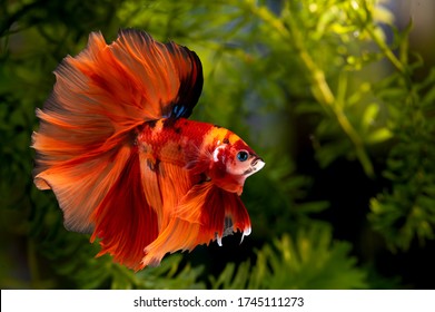 Multi color Siamese fighting fish(Rosetail)(halfmoon nemo),fighting fish,Betta splendens,on nature background with clipping path