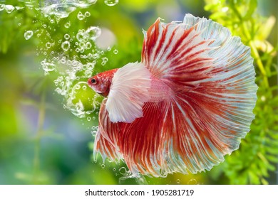 Multi color Siamese fighting fish(Rosetail)(halfmoon),dragon fighting fish,Betta splendens,on nature background with clipping path,Dumbo ears