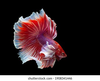 Multi color Siamese fighting fish(Rosetail)(halfmoon),dragon fighting fish,Betta splendens,on black background with clipping path,Dumbo ears - Powered by Shutterstock