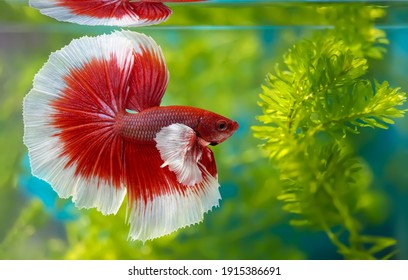 Dumbo Betta High Res Stock Images Shutterstock