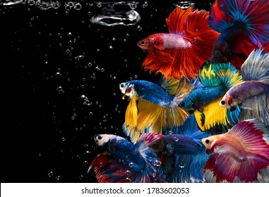 Multi color Siamese fighting fish(Rosetail)(halfmoon),fighting fish,Betta splendens,on black background