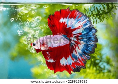Multi color Siamese fighting fish(Rosetail)(halfmoon),fighting fish,Betta splendens,on nature background with clipping path