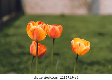 Multi colord tulips with a blurry background