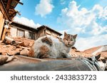 A multi colored adult stray cat standing on a roof of an old buildig and looking at camera curiously. 