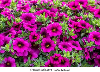 Multi colored Calibrachoa, Million bells flower for background