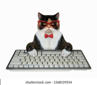 The Multi Colored Cat Businessman Hands Typing On A Keyboard Of A Computer. White Background. Isolated.