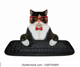 The Multi Colored Cat Businessman Hands Typing On A Black Keyboard Of A Computer. White Background. Isolated.