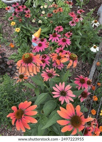 Multi colored cone flowers in bloom