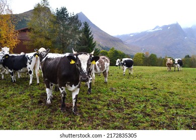 Multi colored cows in beautiful Norwegian landscape