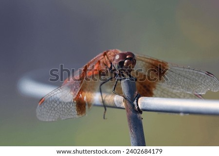 Multi colored dragonfly on the tip of a metal rod.  Large eyes, feathery wings.  Bokeh background.  