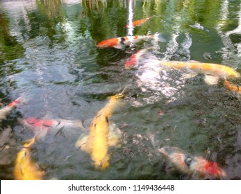 Multi colored fish in a pond