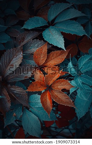 Similar – autumn window Environment