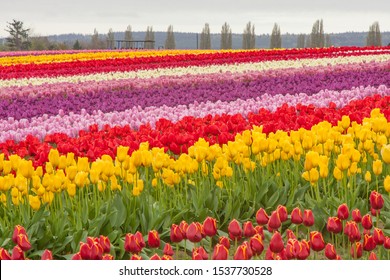 Multi Colored Tulip Fields Blooming In Spring