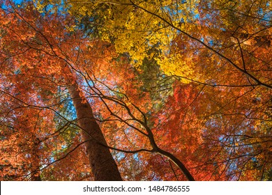 multi colour trees in the autumn forest - Powered by Shutterstock