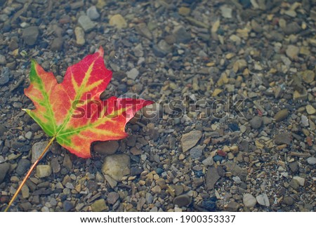 Multi coloured leaf floating in shallow water