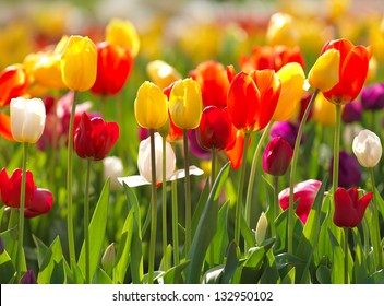 Multi Coloured Tulips And Daffodils On Nature Background