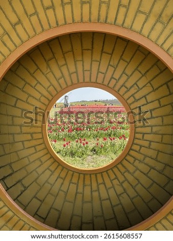 Multi coloured Tulips in spring fields