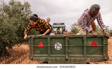 Multi ethnic team of farmers closing a trailer full of olives during the harvest season in an olive grove, with a tractor driver in the background - Powered by Shutterstock