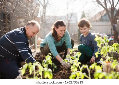 Multi Generational Family Work Together In The Garden And Plant Seedlings Of Vegetables In The Garden Near The House. Slow Life. Enjoy The Little Things. 