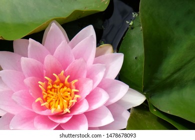 Lily Pons Water Garden High Res Stock Images Shutterstock
