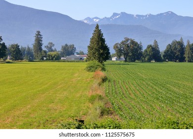 Multi Purpose Land Use Where Grassland And Corn Grow Side By Side On Canada's West Coast And The Fraser Valley District. 