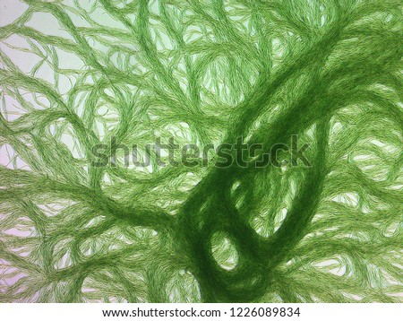 Multicellular blue-green algae