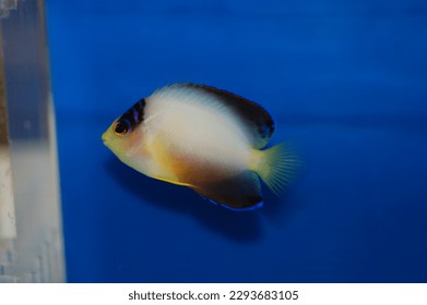 Multicolor Angelfish (Centropyge multicolor) Aquarium Fish - Shutterstock ID 2293683105