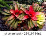Multicolor bromeliads or Neoregelia, a tropical ornamental plant, easy to grow in the garden
