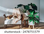 Multicolor cat pet sleeping on retro style armchair in modern scandinavian interior with many green house plants in hard sunlight. Biophilia style. Cozy, hygge home interior design. Selective focus