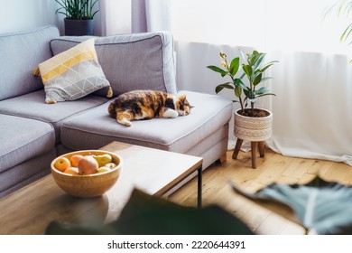 Multicolor cat pet sleeping on the gray couch in modern scandinavian interior of living room with many green house plants. Biophilia style. Cosy, hygge home interior design. Selective focus - Powered by Shutterstock