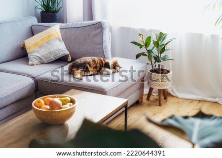 Multicolor cat pet sleeping on the gray couch in modern scandinavian interior of living room with many green house plants. Biophilia style. Cosy, hygge home interior design. Selective focus