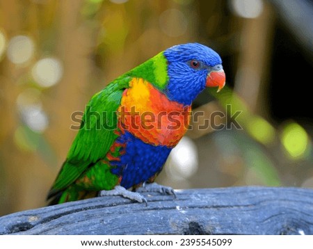 Multicolor Coconut lorikeet (Trichoglossus haematodus moluccanus) also known as the green-naped lorikeet and perched on branch