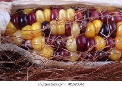 Multicolor corn. Macro
