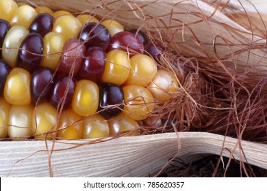 Multicolor corn. Macro