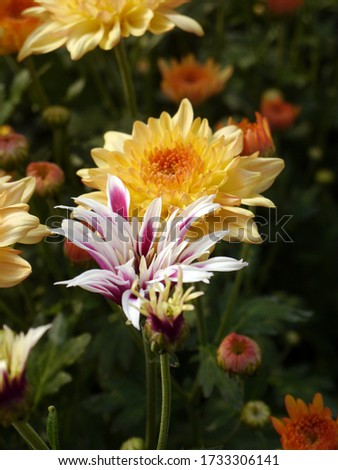 Similar – Image, Stock Photo Crysanthemum purple yellow