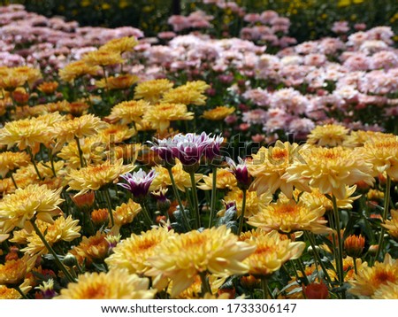Similar – Image, Stock Photo Crysanthemum purple yellow