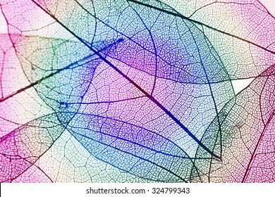 Multicolor Decorative Skeleton Leaves Stock Photo 324799343 | Shutterstock