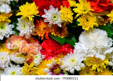 Multicolor flowers  close up