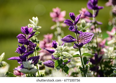 Multicolor Garden Flowers, Early September.