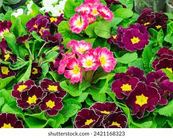 Multicolor Garden Primula Flowers in garden store center. Primrose Primula Vulgaris blossoms in rows. Primrose Primula Vulgaris blossom. Multicolor Country Garden Primula Flowers. Close-up. - Powered by Shutterstock