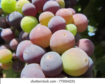 Multicolor grape cluster