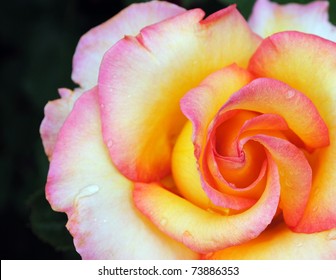 Multicolor rose closeup on black background