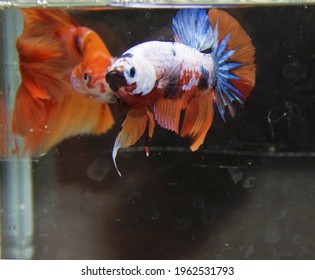 Multicolor Siamese Fighting Fish(candy Tiger), Red And White Dragon Fighting Fish, Betta Splendens, On Black Background With Clipping Path