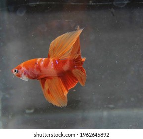 Multicolor Siamese Fighting Fish(candy Tiger), Red And White Dragon Fighting Fish, Betta Splendens, On Black Background With Clipping Path