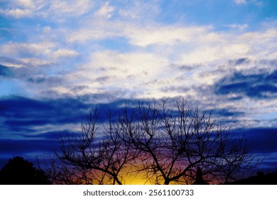 Multicolor sunset behind a barren tree silhouette                - Powered by Shutterstock