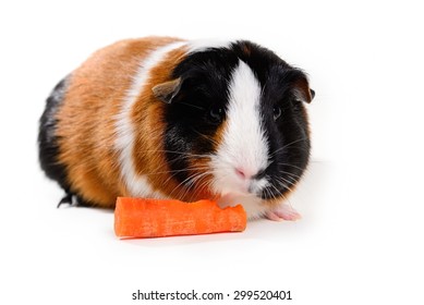 Multicolor Tricolor Guinea Pig Pet On Stock Photo (Edit Now) 299517128