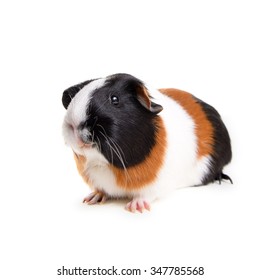 Multicolor Tricolor Guinea Pig Pet On Stock Photo 347785568 | Shutterstock