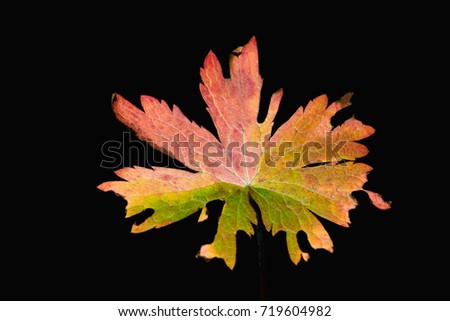 multi-colored autumn leaf on a dark background close-up abstract background
