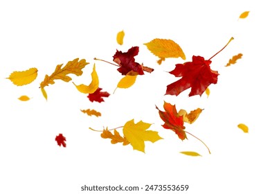 Multi-colored autumn leaves fly and levitate in space. Ash maple elm birch and oak leaves. Isolated on white. - Powered by Shutterstock